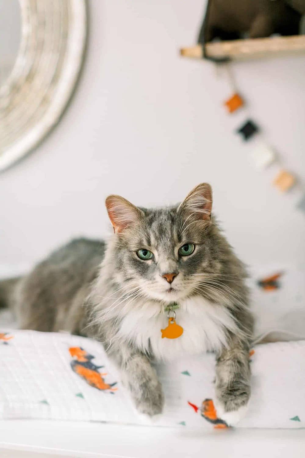 Long haired Gray tabby cat with green eyes sitting on Bison changing pad