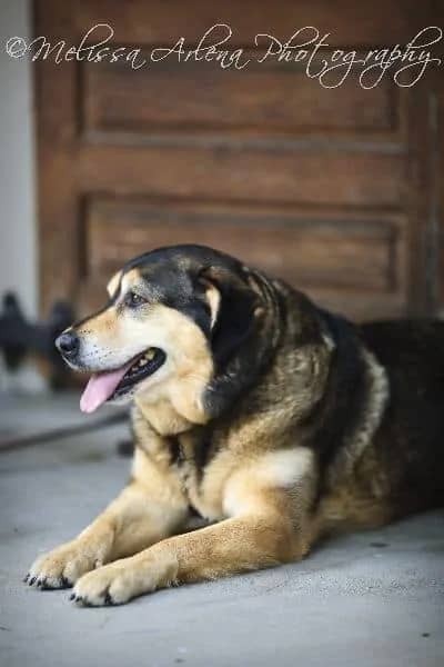 Old Town Dogs Wedding & Portrait Photographer in Fredericksburg, VA | Melissa Arlena Photography image 6