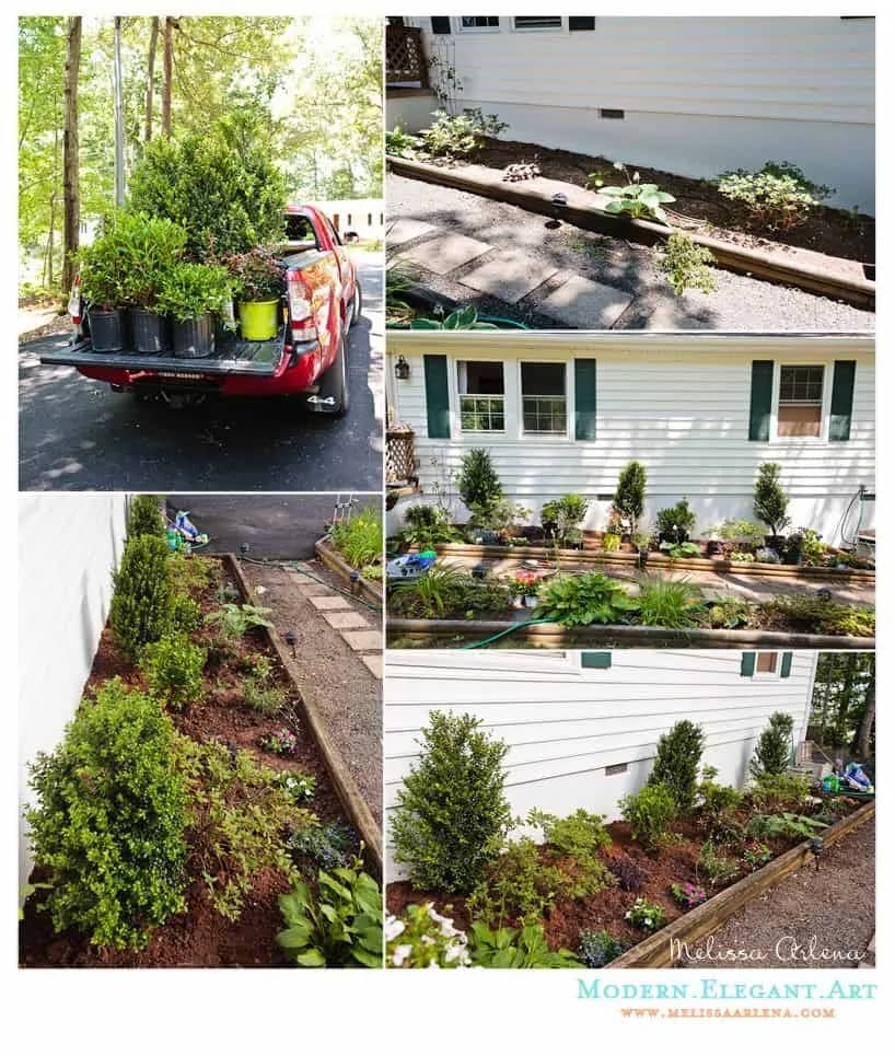 flowerbed plants