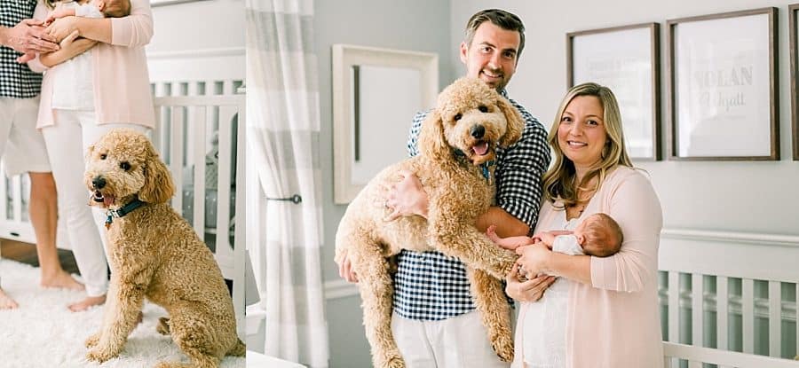 Miami newborn portraits with goldendoodle