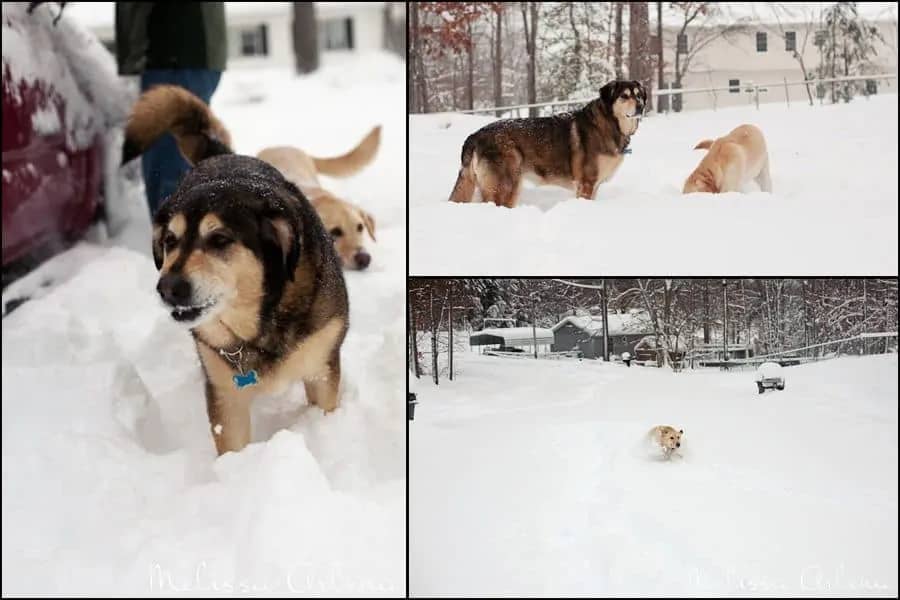 More of the dogs in the snow